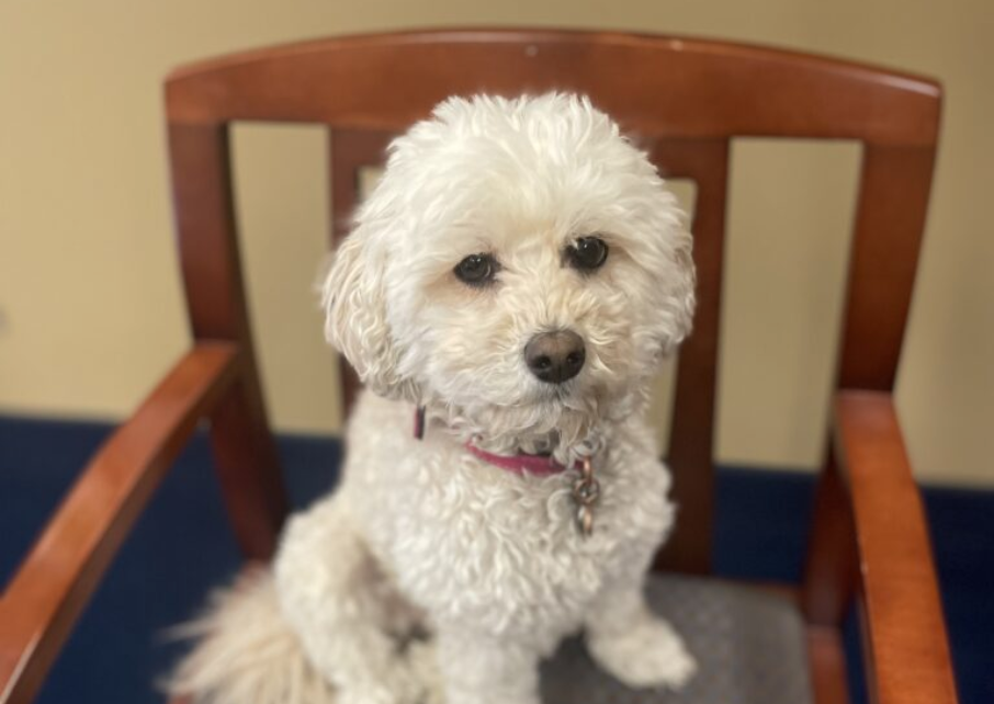 Why it’s important to include your pet in your estate planning